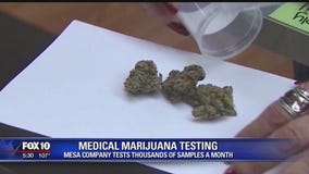 Mesa lab tests thousands of medical pot samples a month