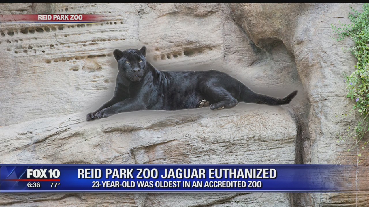 Jaguar dies at Reid Park Zoo in Tucson