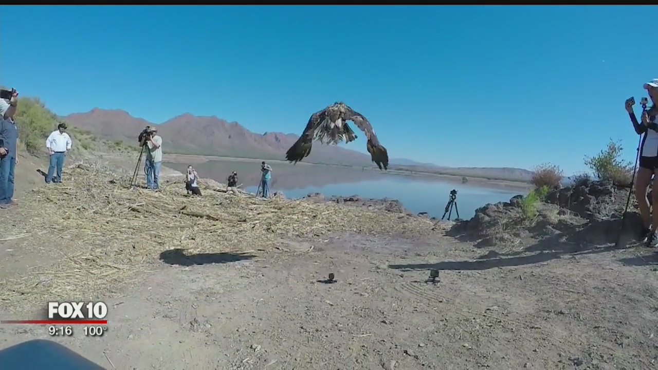 3-year-old bald eagle released to the wild