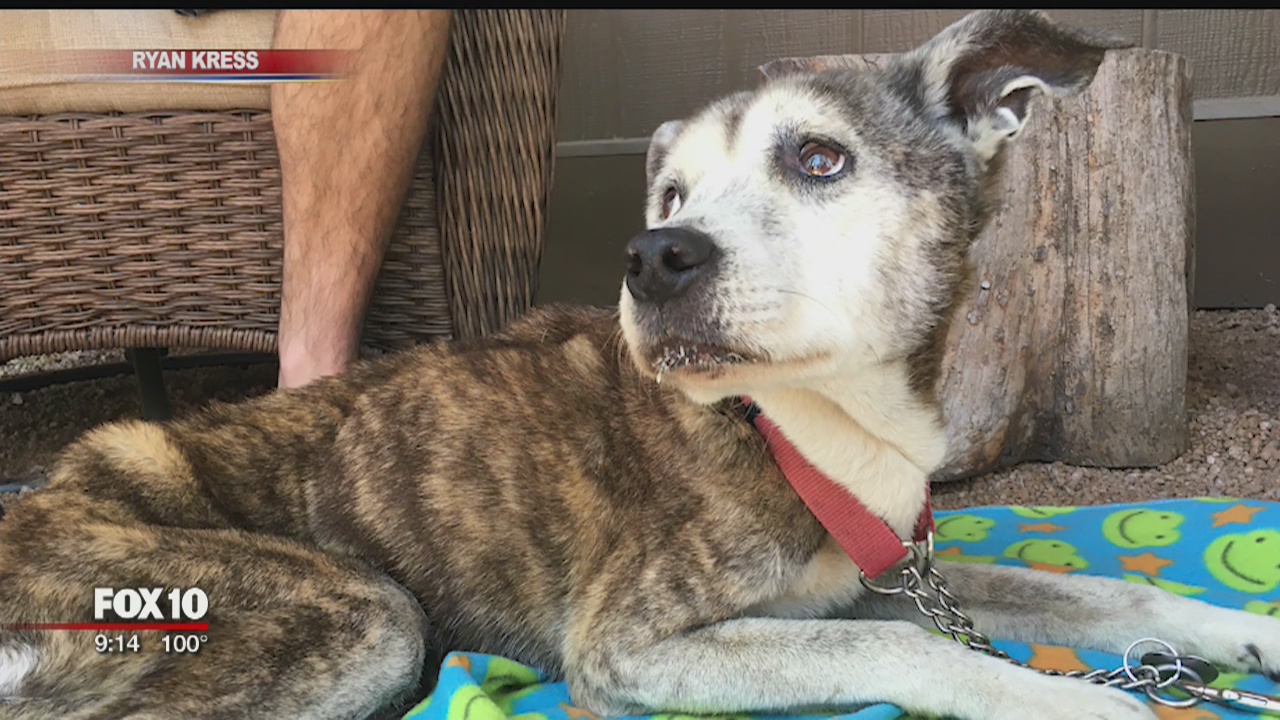 Dog found at Mogollon Rim months after 3 months
