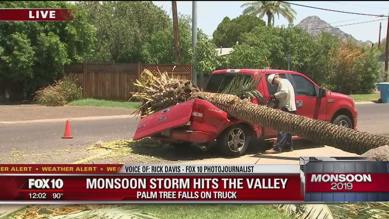 Palm tree falls on truck during monsoon storm
