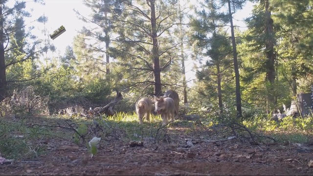 California's only known wild wolf pack spotted with new pups