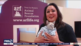 More than 1200 animals per year saved by Walnut Creek-based rescue agency