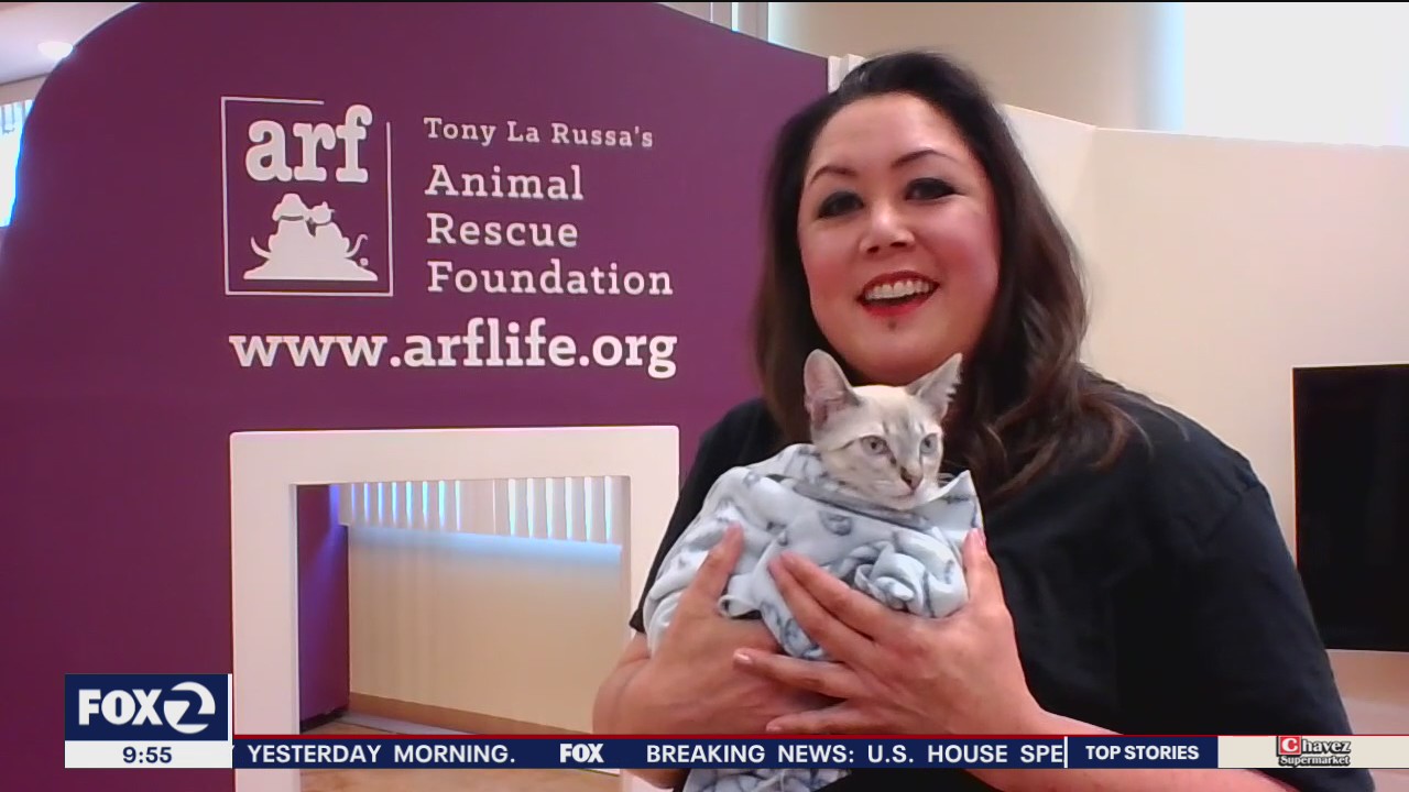 More than 1200 animals per year saved by Walnut Creek-based rescue agency