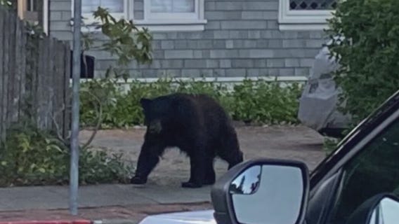 Drought impact on wildlife