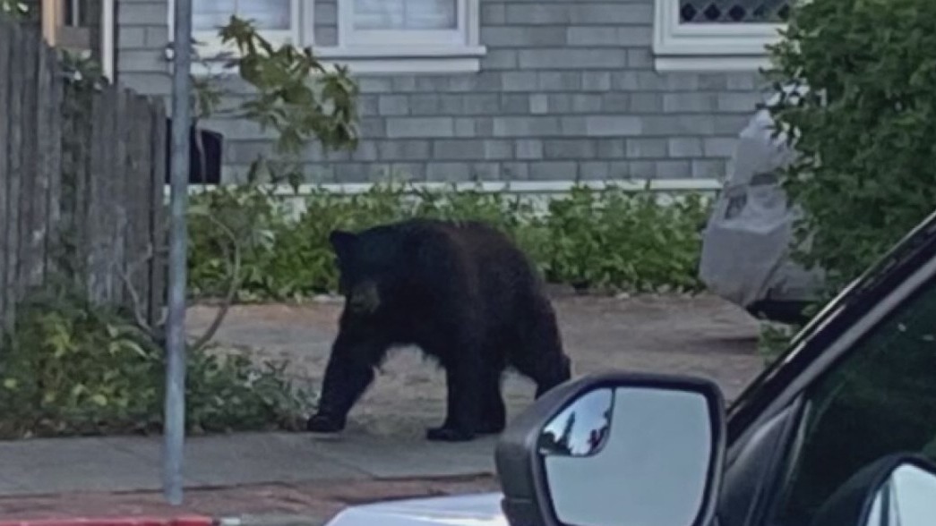 Drought impact on wildlife