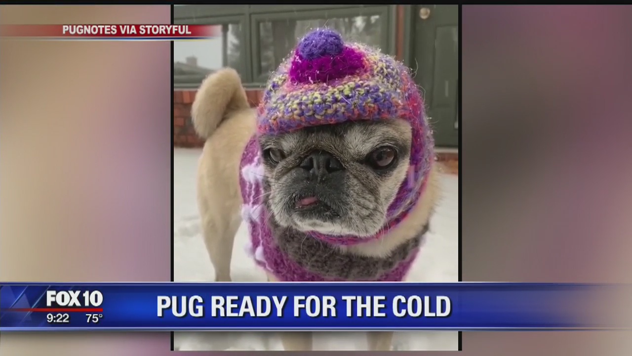 Pug dressed for winter as snow hits Colorado