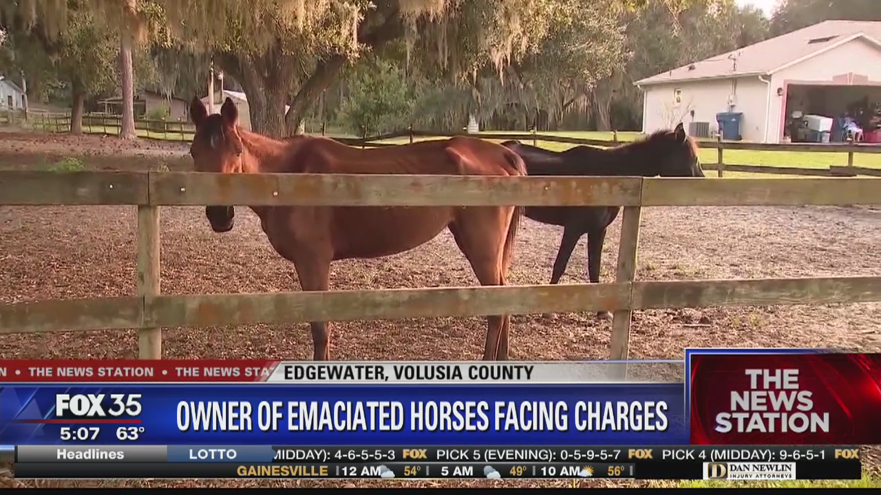 Owner of emaciated horses facing charges