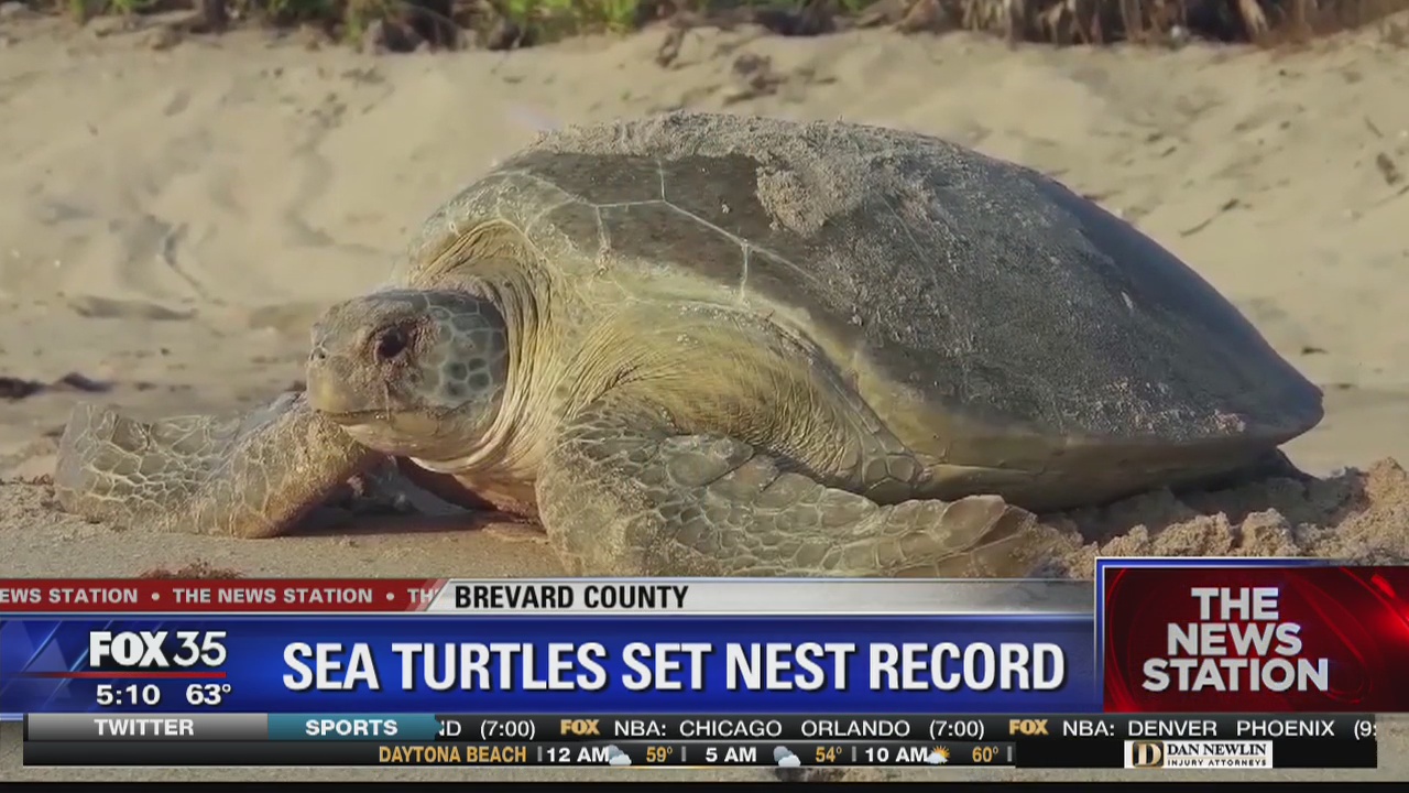 2019 record year for sea turtles along Space Coast