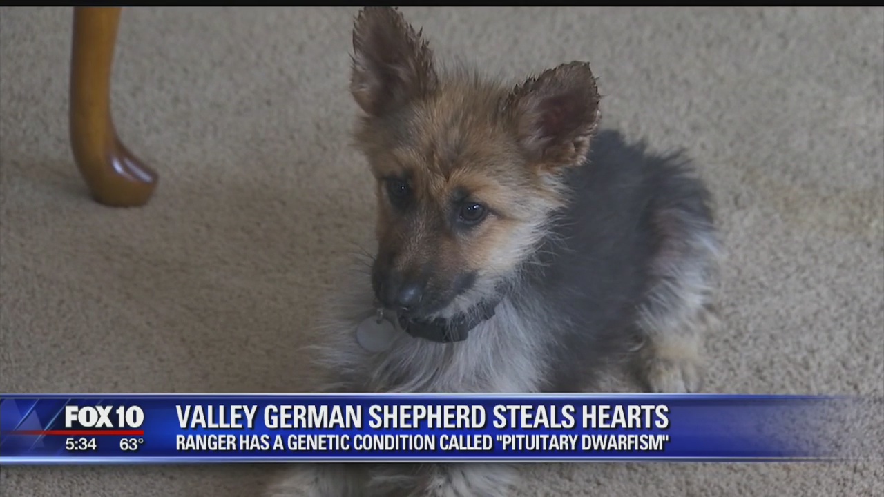 Valley German shepherd stuck in 'perpetual puppyhood' due to rare genetic condition