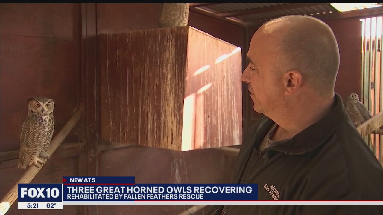 3 Great Horned Owls about to be released back into the wild after months of rehabilitation