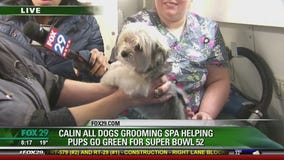 Good Day Weekend pup (safely) goes green for the Super Bowl