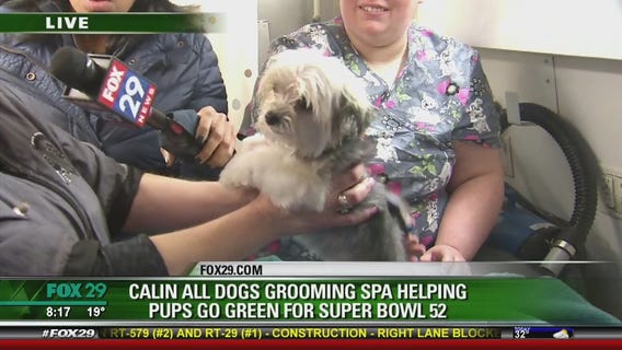 Good Day pups go green (safely) for the Super Bowl