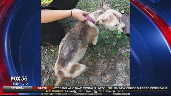 Man charged with animal cruelty after five pit bulls taken from home