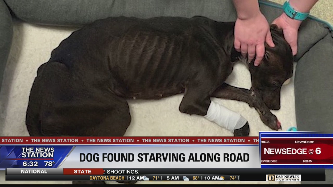 Brevard County Humane Society caring for emaciated dog