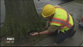 Spotting damaged and dying trees