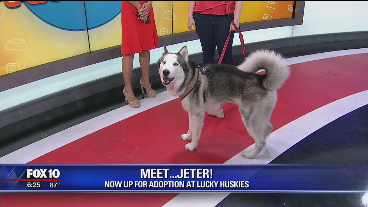 Pet of the Week: Jeter the Husky