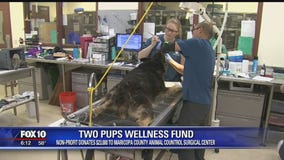 Community Cares: Two Pups Wellness Fund