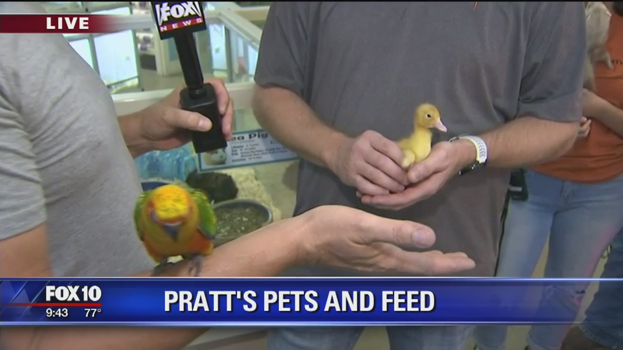 Cory's Corner: Pratt's Pets and Feed