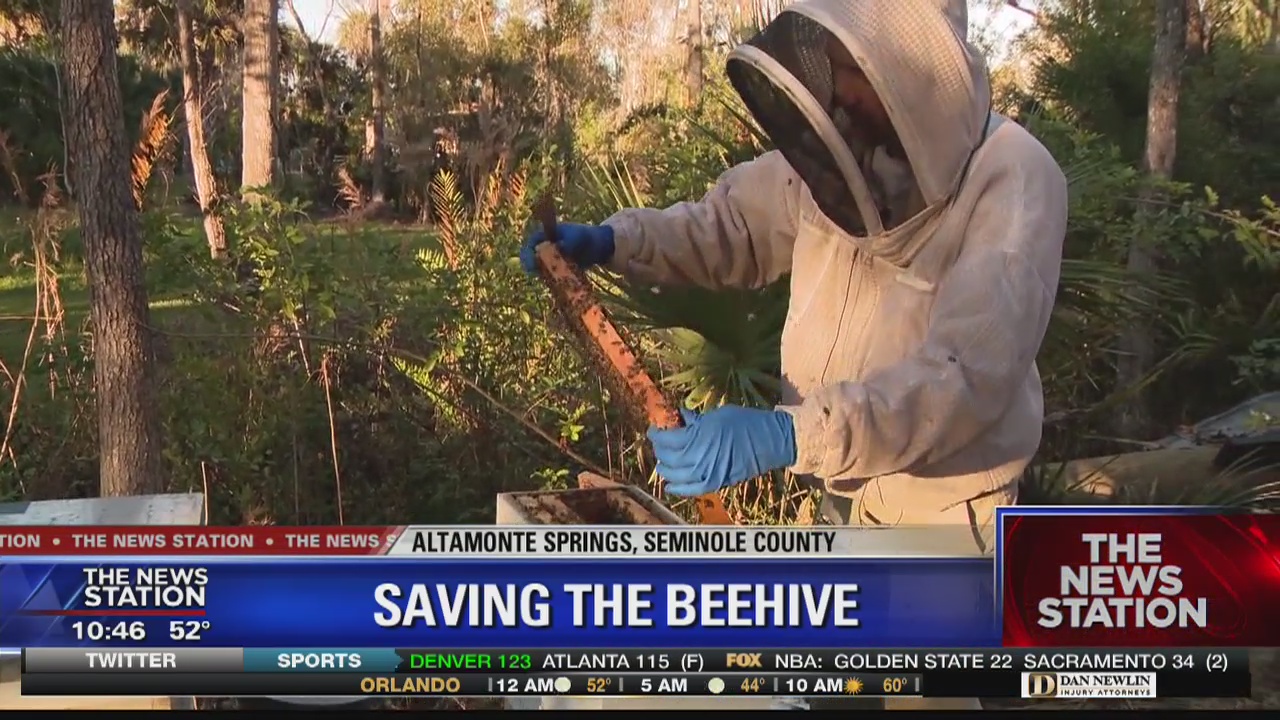 Beehive spotted in fallen tree in Altamonte Springs