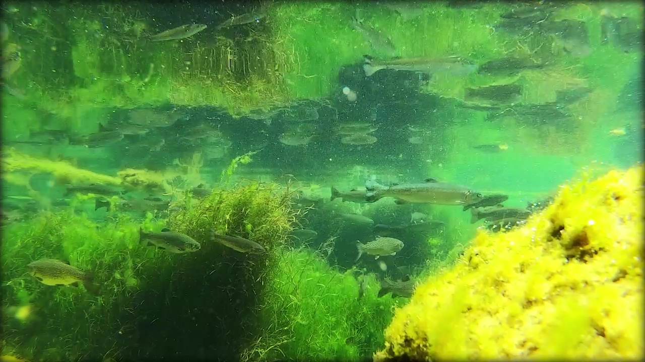 Established in 1950s, trout farm still open to visitors in Sedona