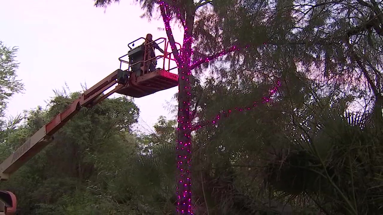 Getting Phoenix Zoo ready for Zoolights
