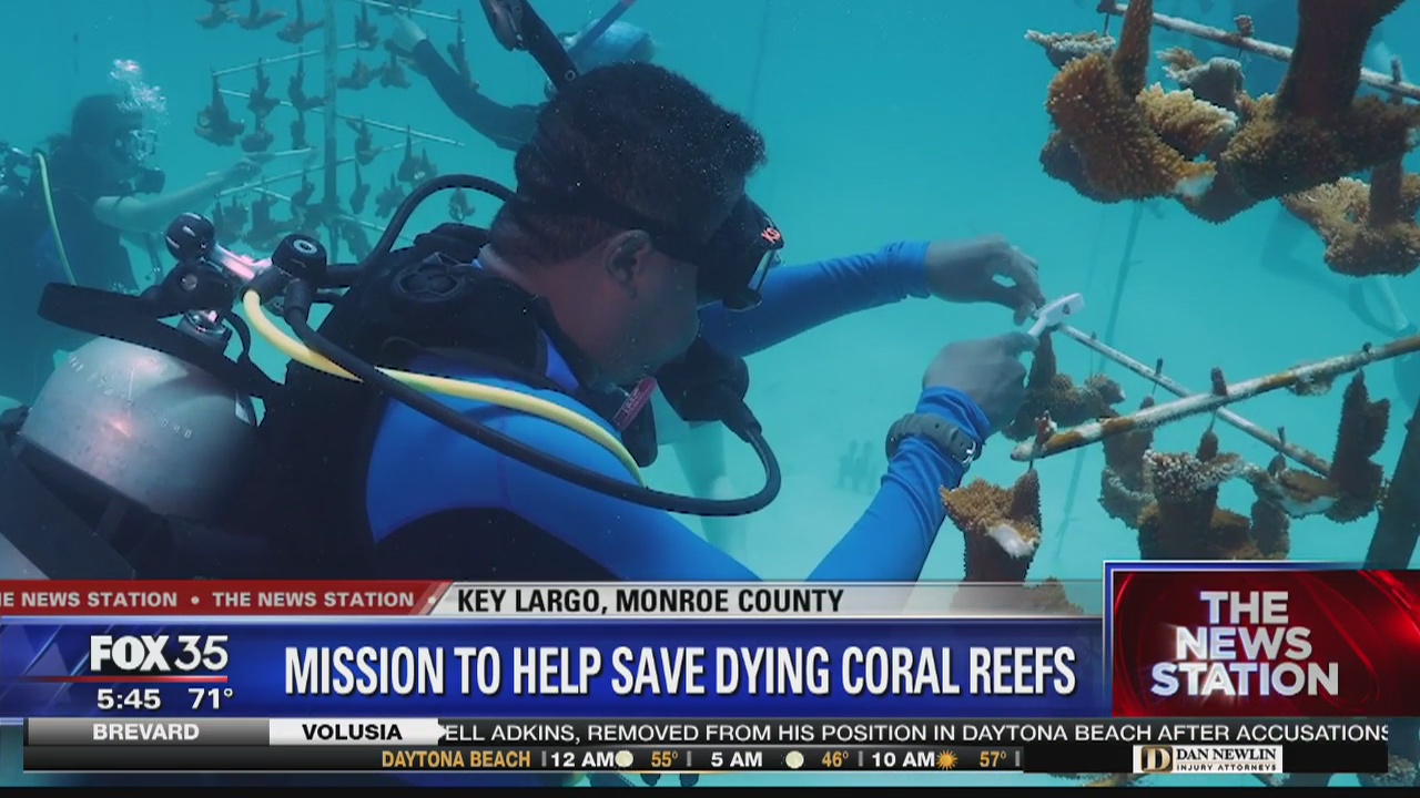 Scientists in Florida Keys spending millions to stop coral reef deaths