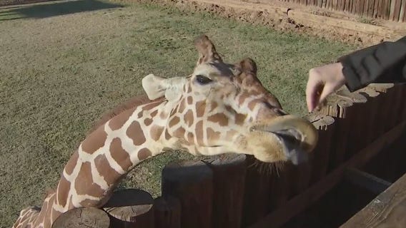 New baby giraffe at the Wildlife World Zoo in Litchfield Park