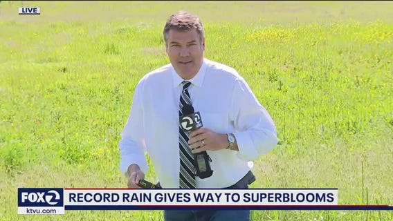 Winter rains bring "superbloom" to Bay Area parks