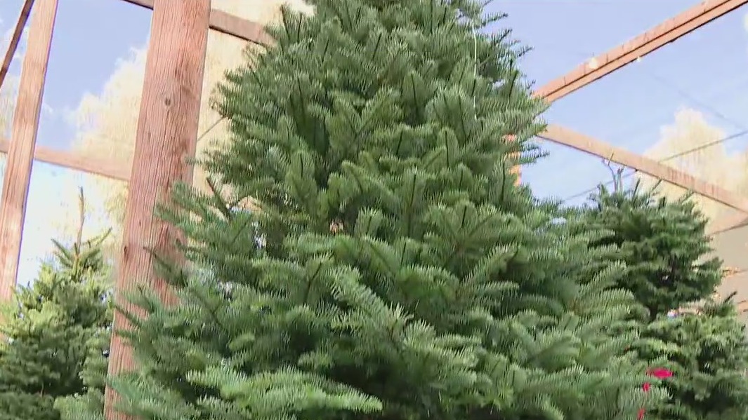 ABC's of Christmas trees: Best time to buy, how to keep them fresh