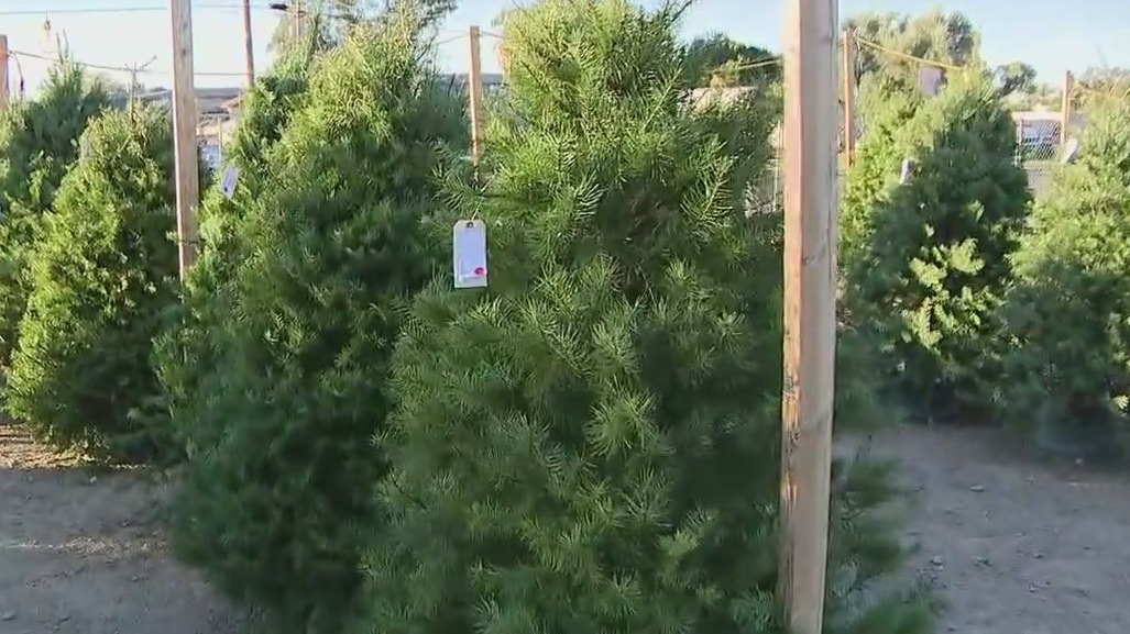 Boy Scout troop runs Christmas tree lot in north Phoenix