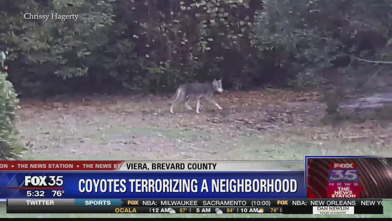 Coyotes terrorizing neighborhood