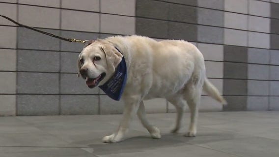 K-9 victim advocate at Maricopa County Attorney's Office retires after 7 years