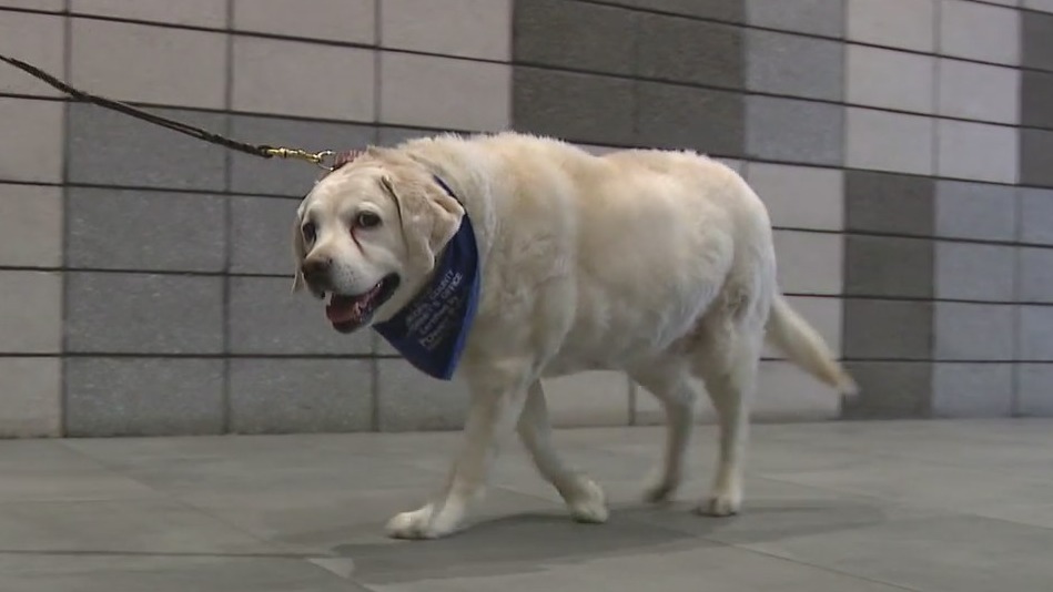 K-9 victim advocate at Maricopa County Attorney's Office retires after 7 years