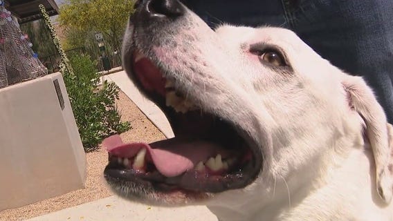 'K9s for Warriors' new training facility in Phoenix helps transform shelter dogs to support animals