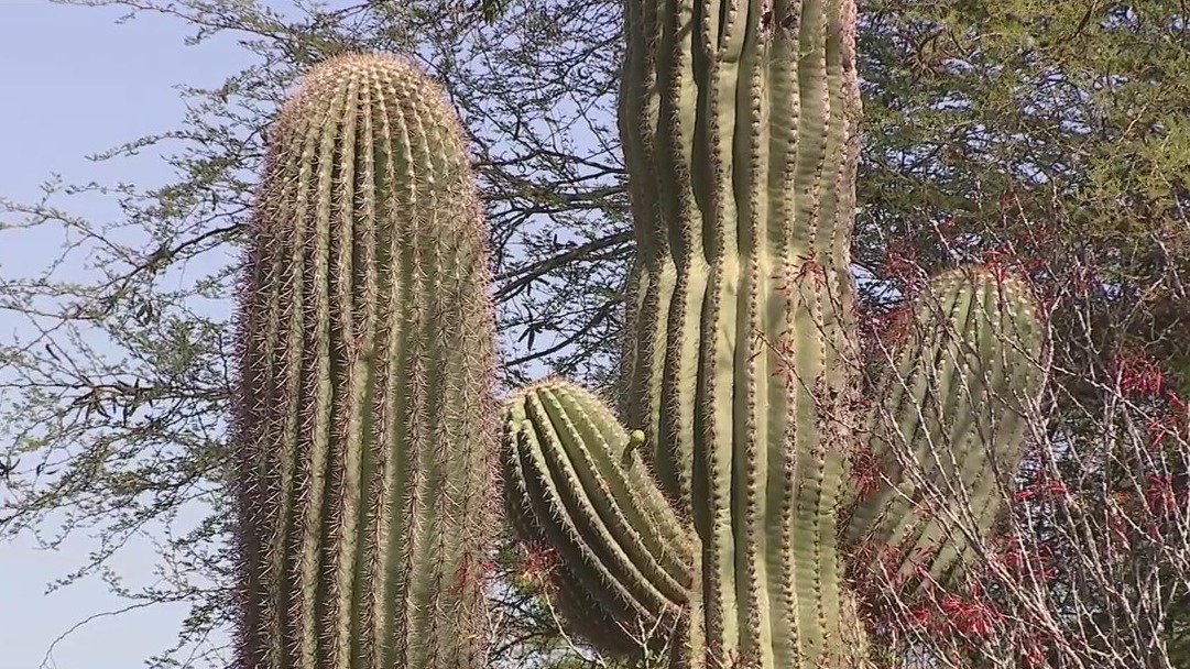Desert Botanical Garden to conduct first-ever urban saguaro cactus census