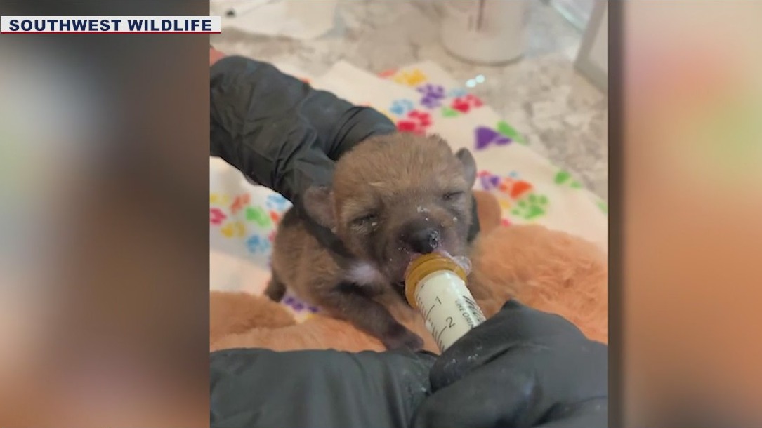 Warmer weather in Arizona is breaking out the wildlife