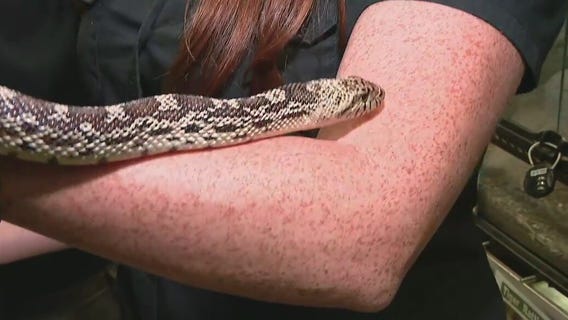 Snake retrieval calls on the rise