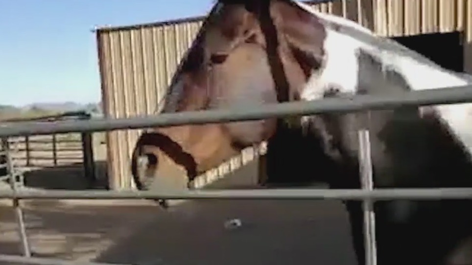 'They can?t make us leave': Flagstaff family refuses to leave their animals amid Pipeline Fire evacuation orders