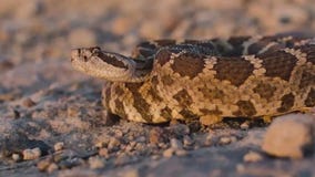 13-year-old from Calistoga bitten by rattlesnake