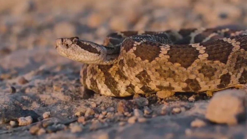 13-year-old from Calistoga bitten by rattlesnake
