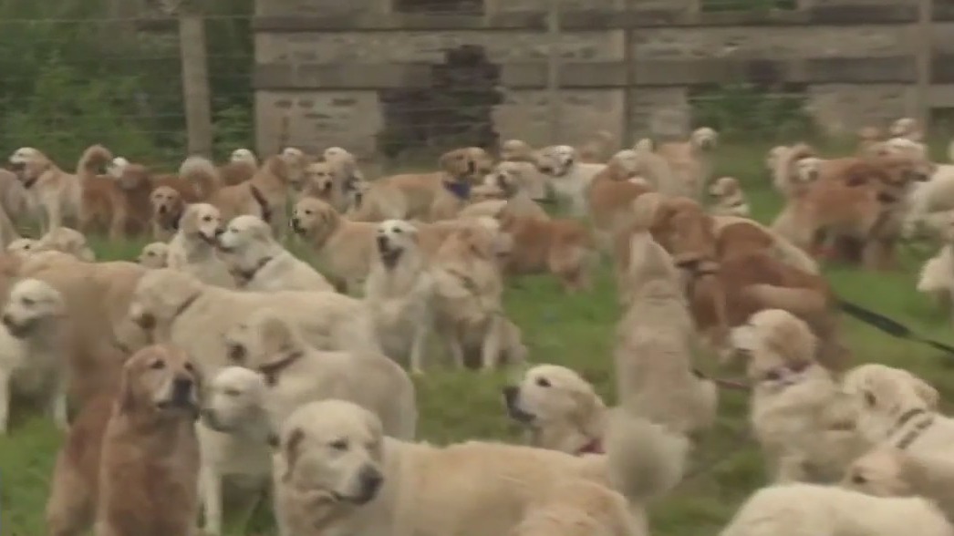 Birth of Golden Retriever breed celebrated in Scotland