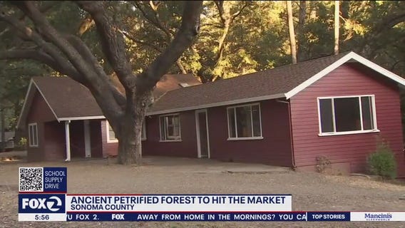 Petrified Forest in Bay Area going up for sale