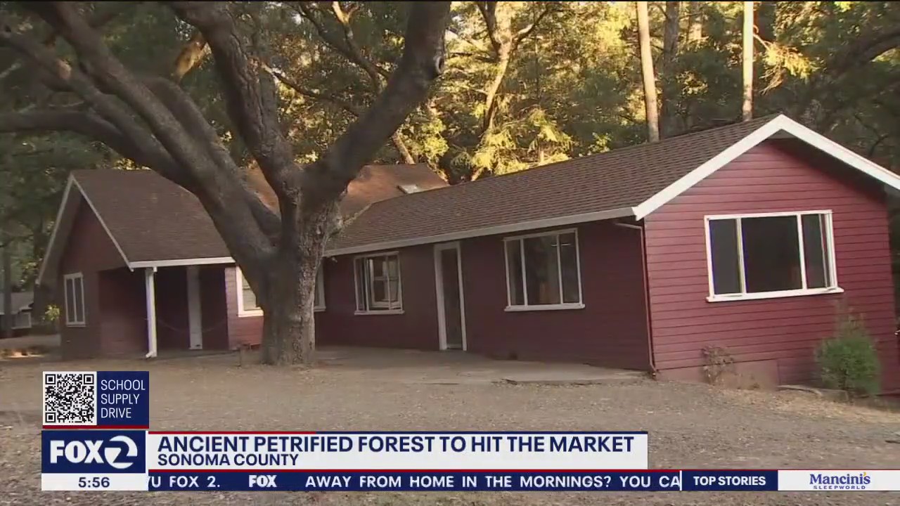 Petrified Forest in Bay Area going up for sale