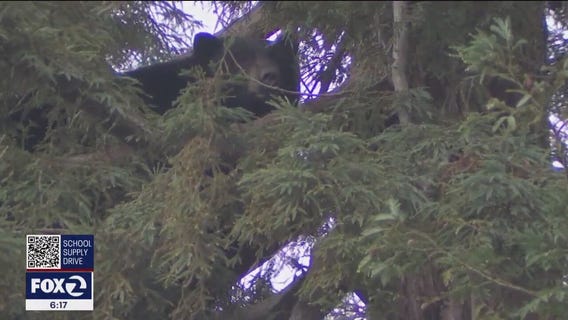 Mama bear and her cubs spotted in Novato park