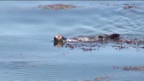 Otter 841 becomes Santa Cruz's infamous attraction