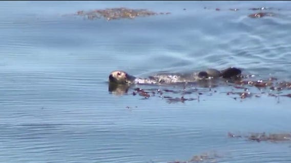 Otter 841 becomes Santa Cruz's infamous attraction