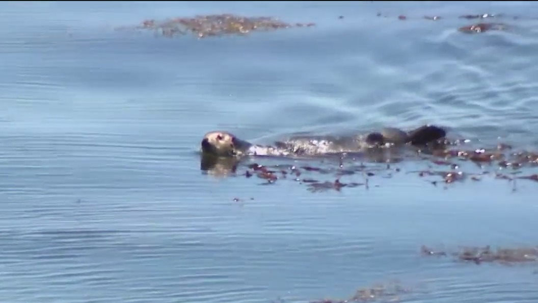 Otter 841 becomes Santa Cruz's infamous attraction