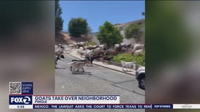 Goats on the loose in Pinole