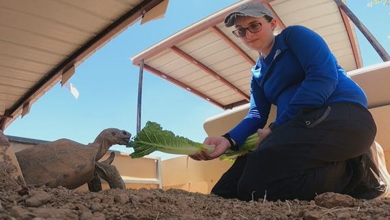 Arizona Game and Fish looking for homes for hundreds of tortoises